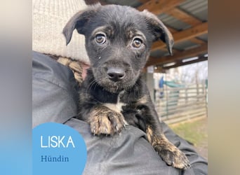 Kleine Liska sucht ihre Familie