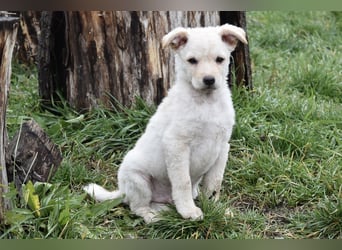 Verspielter Lemmy sucht sein Zuhause