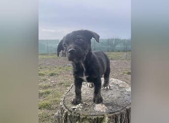 Kleine Liska sucht ihre Familie