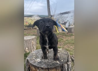 Kleine Liska sucht ihre Familie