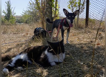 Aktive Anouk sucht ihre Menschen