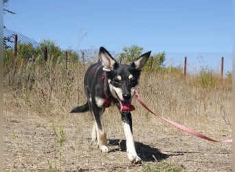 Aktive Anouk sucht ihre Menschen