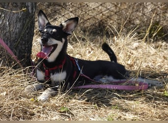 Aktive Anouk sucht ihre Menschen