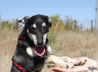 Aktive Anouk sucht ihre Menschen