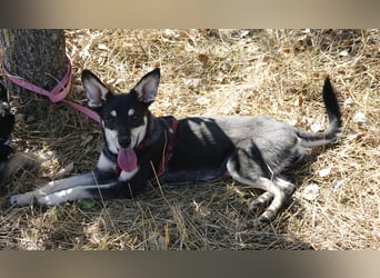 Aktive Anouk sucht ihre Menschen