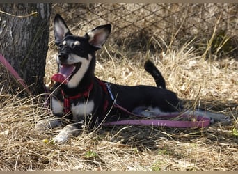 Aktive Anouk sucht ihre Menschen