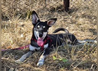 Aktive Anouk sucht ihre Menschen