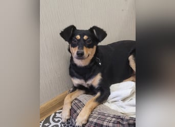 Süße Emily wünscht sich ein Für-immer-Zuhause