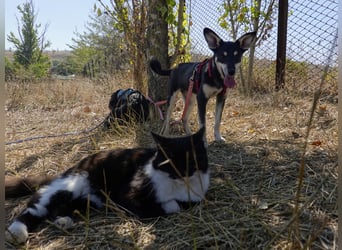 Aktive Anouk sucht ihre Menschen