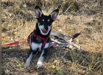 Aktive Anouk sucht ihre Menschen