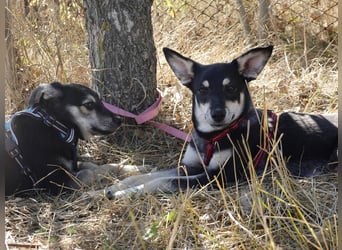 Aktive Anouk sucht ihre Menschen