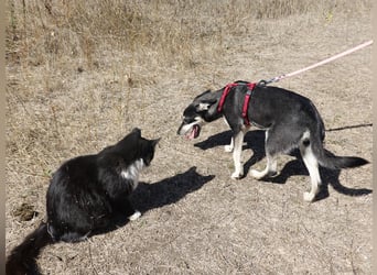 Aktive Anouk sucht ihre Menschen
