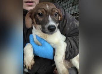 Slate sucht sein Abenteuer