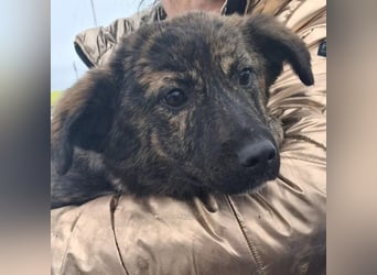 Hazel sucht ihre Menschen