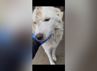 Livi sucht ein ruhiges zu Hause