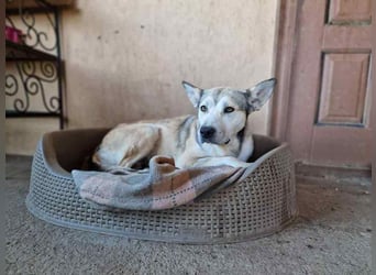 Assal sucht ihre Menschen