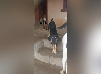 Marvie sucht ein zu Hause