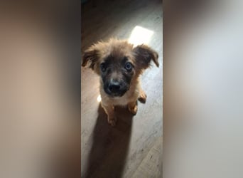Pippa sucht ihr zu Hause