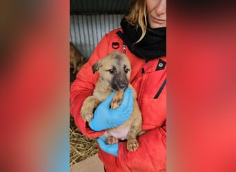 Rhona sucht ihr zu Hause