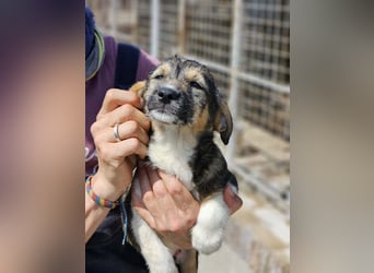 Benny ist wieder auf der Suche nach einem zu Hause