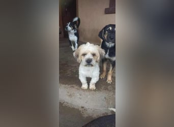 Marvie sucht ein zu Hause