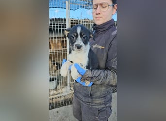 Wiket möchte die Welt entdecken