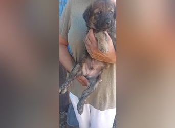 Sammy auf Pflegestelle in 06844 Dessau Rosslau