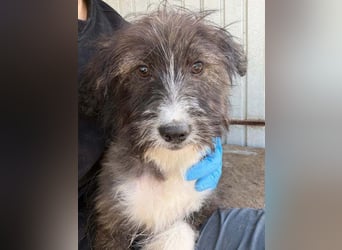 Aslan sucht ein zu Hause