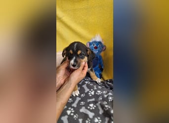 Pinscho sucht sein Abenteuer