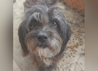 Layla  auf Pflegestelle in Kleinpaschleben