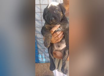 Jerry auf Pflegestelle in 06844 Dessau Rosslau