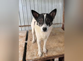 Hans bald im Glück?