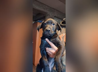 Oliver sucht ein zu Hause