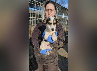 Marlies sucht ein zu Hause