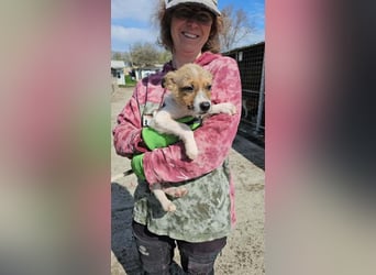 Karl möchte dem Shelter entkommen