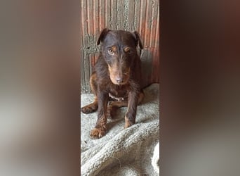 Xena sucht passende Menschen