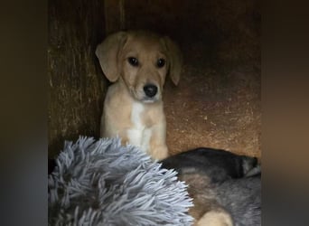 Nikan sucht sein zu Hause