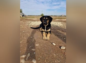 Marvie sucht ein zu Hause