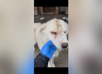 Livi sucht ein ruhiges zu Hause