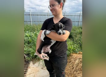 Dottie sucht ihre Menschen