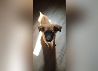 Pippa sucht ihr zu Hause