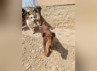 Xena sucht passende Menschen