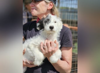 Cleo ist bereit für Abenteuer