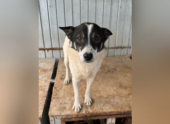 Hans bald im Glück?