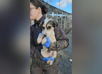 Marlies sucht ein zu Hause