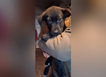 Big Boy sucht ein zu Hause