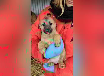 Rhona sucht ihr zu Hause