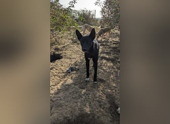 Vitor sucht sein Glück