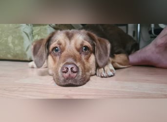 Sara sucht ihre Menschen