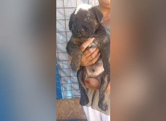 Jerry auf Pflegestelle in 06844 Dessau Rosslau